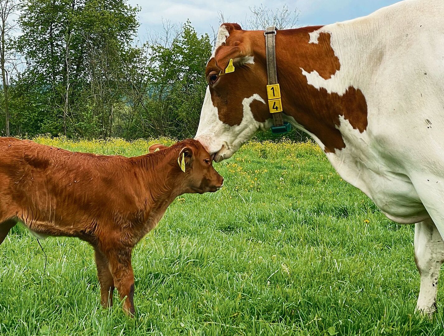 Milchkühe, die Mütter sein dürfen
