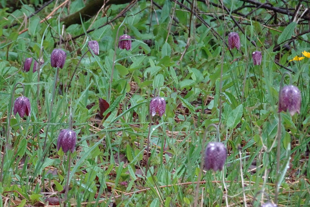Auf der Suche nach der seltenen Schachbrettblume