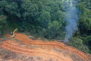 Weltweit werden nach wie vor jährlich Millionen von Hektaren Wald gerodet – und das meistens ohne gleichwertige Aufforstungspläne.