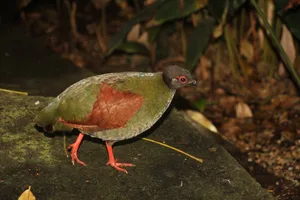 Die weibliche Strausswachtel marschiert über den Urwaldboden des Vogelhauses des Zoologischen Gartens Basel.