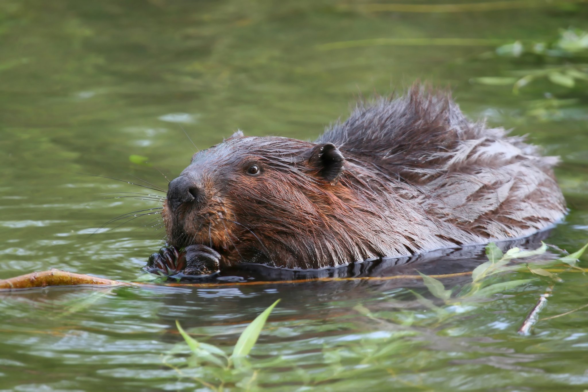 Der Biber: Baumeister im Wasser