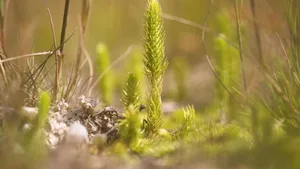 Der Sumpfbärlapp (Lycopodium inundata) wird auf der Schweizer Roten Liste als «gefährdet» geführt.