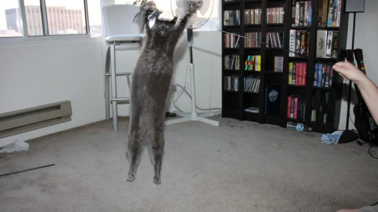 98bf8656f016e36782a1c2e5b4ca7ca025cf8e3e springkatze.jpg