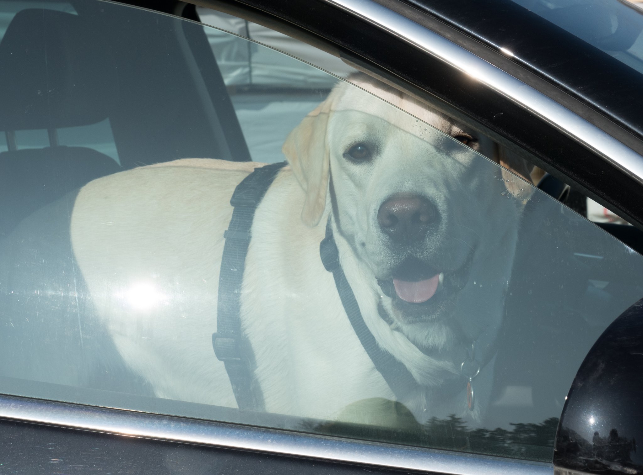 Hund im Auto