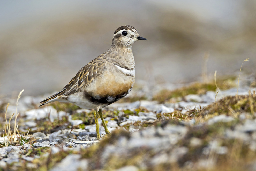 Spezielle Vögel: Mornellregenpfeifer rasten in der Schweiz