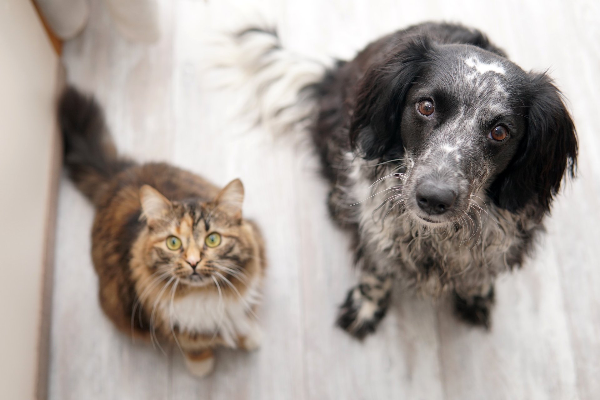 Warum Vierbeiner den Hundeblick und Miauen einsetzen