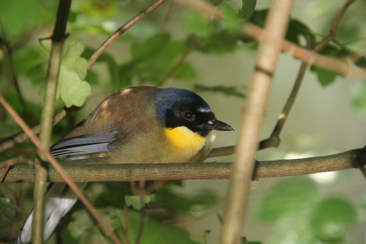 Exotische Vögel mit Vorliebe für Insekten und Früchte