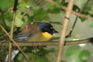 Blaukappenhäherlinge stammen aus China und werden besonders in Zoologischen Gärten erfolgreich gezüchtet.
