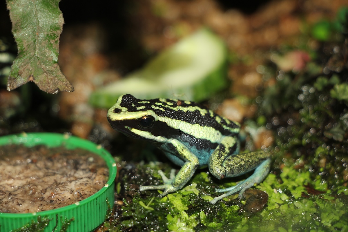 «Plötzlich hüpfen junge Frösche im Terrarium»