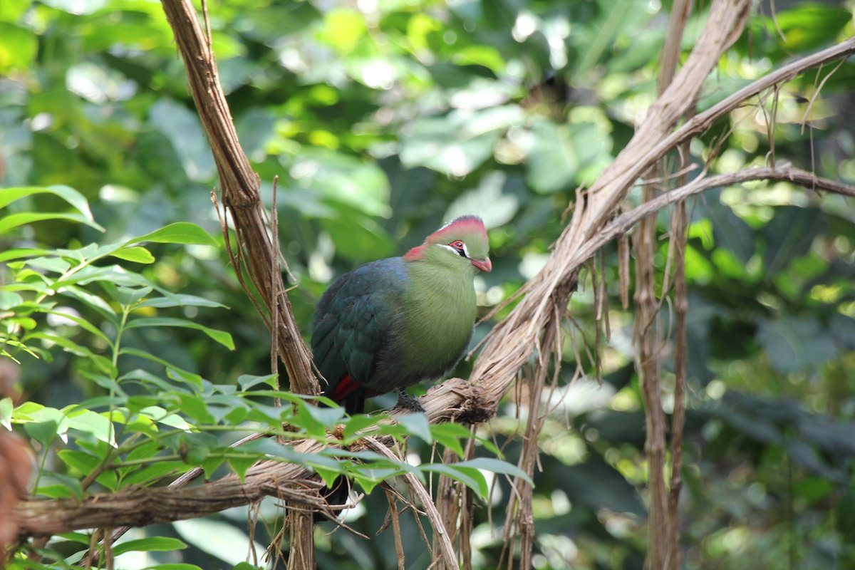 Das Vogelhaus im Basler Zoo ist restauriert