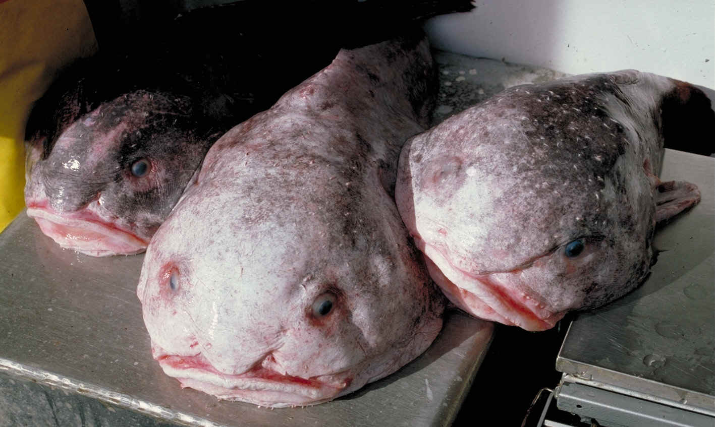 Blobfisch: Vom hässlichsten Tier der Welt zum Fisch des Jahres 2025