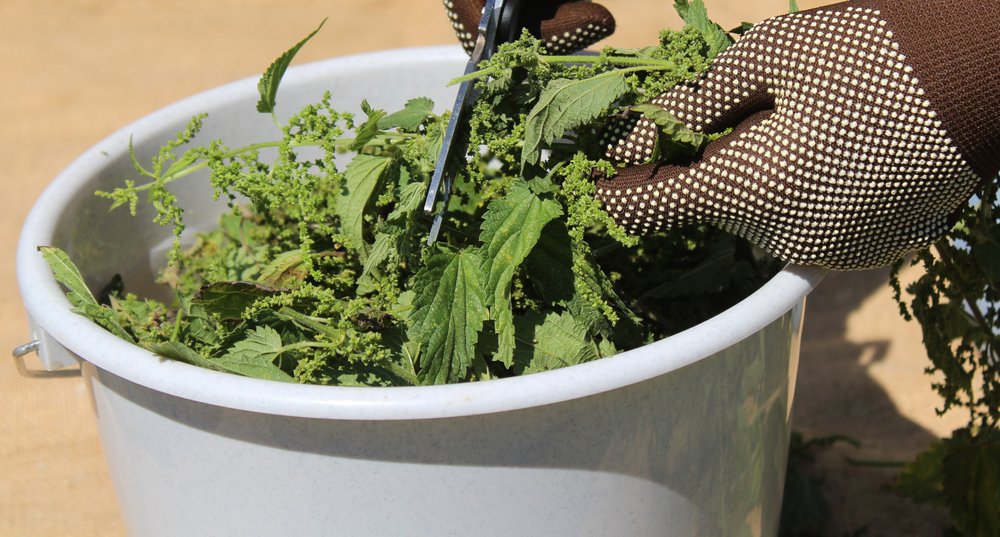 Brennnesseldünger: natürlicher Power für den Garten
