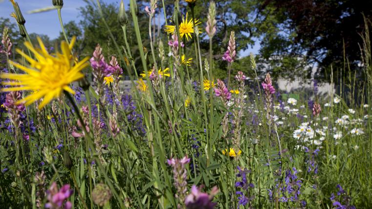 Fromentalwiese
