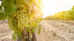 Stelldichein der Winzer: Die besten Winzerinnen und Winzer des Kantons präsentieren ihre Weine persönlich an der Fête des Vignerons in Vevey.