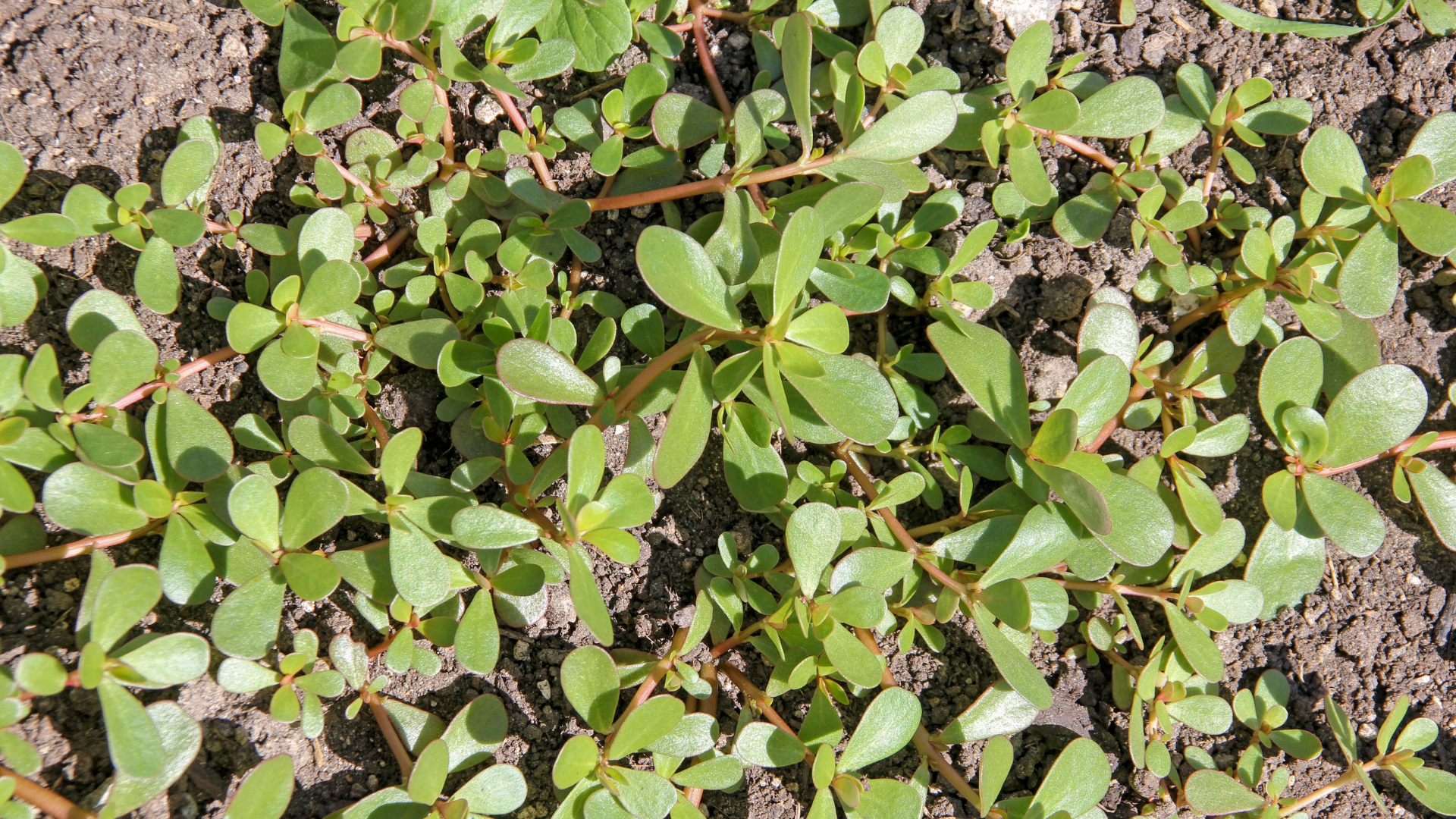 Portulak: Vitaminreiches Wildgemüse
