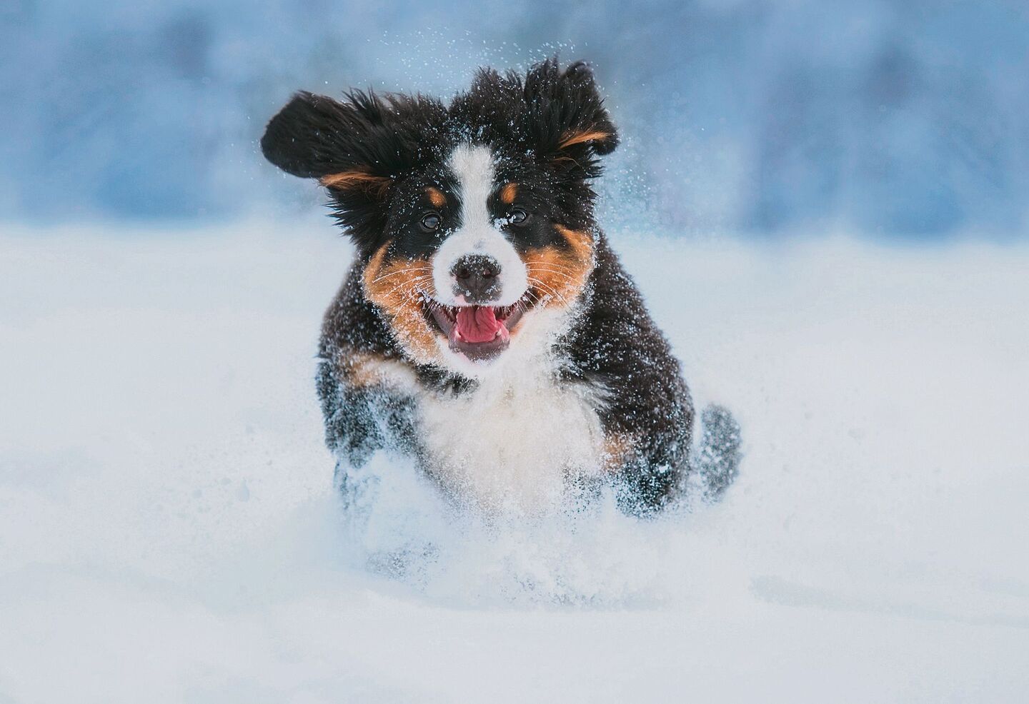 Der erste Schnee im Leben eines Welpen ist etwas ganz Besonderes.