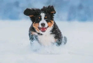 Der erste Schnee im Leben eines Welpen ist etwas ganz Besonderes.