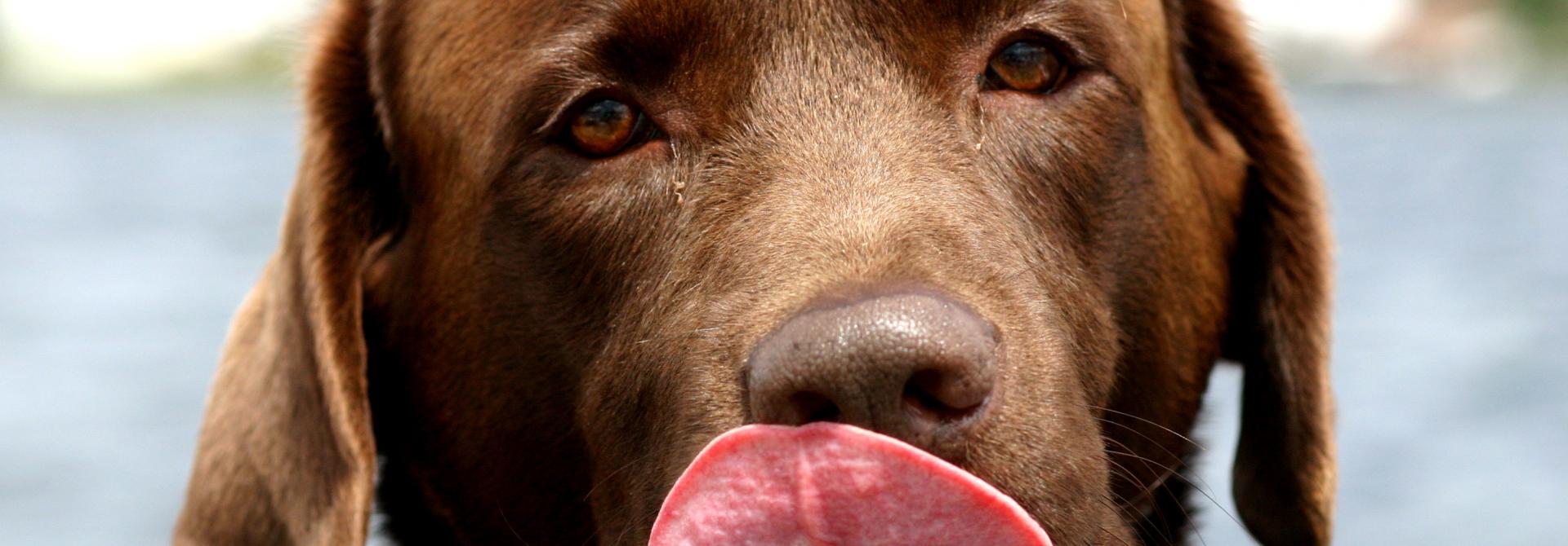 Labradorbraun
