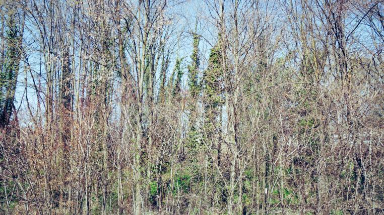 Trockener Wald in der Schweiz