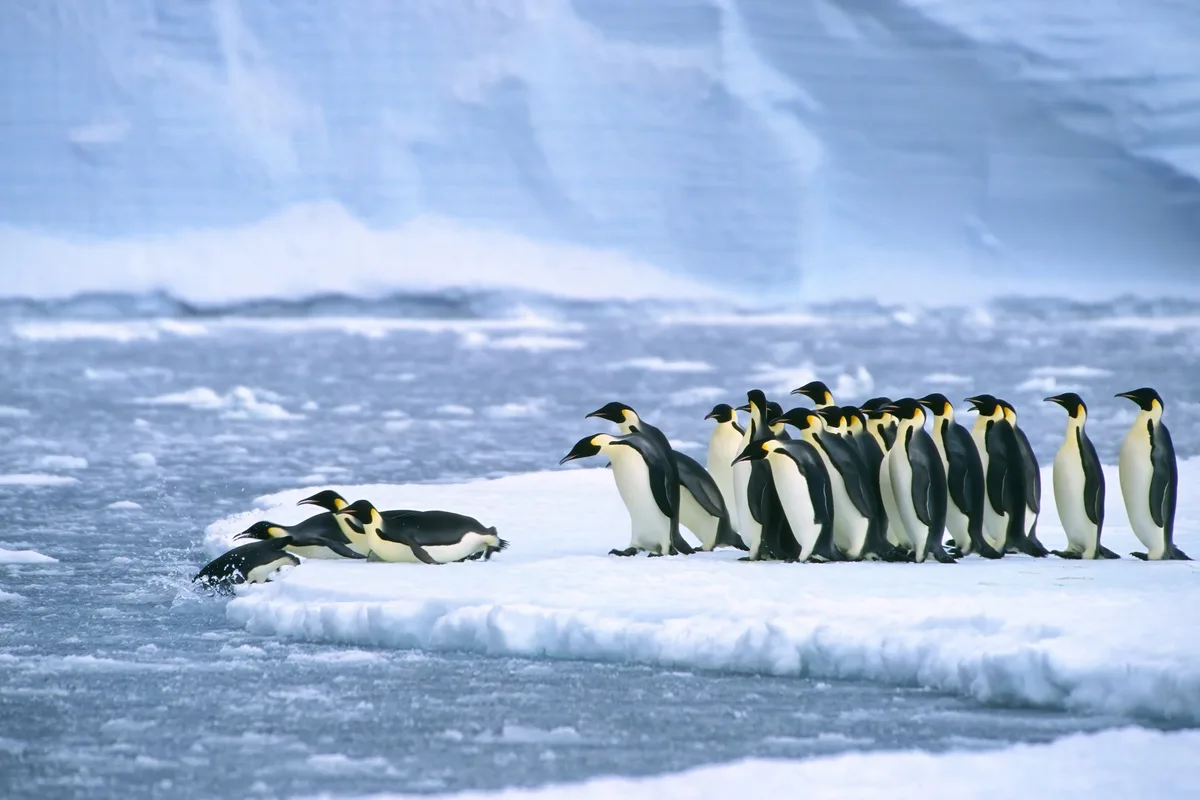pinguine Deshalb gibt es am Nordpol keine Pinguine