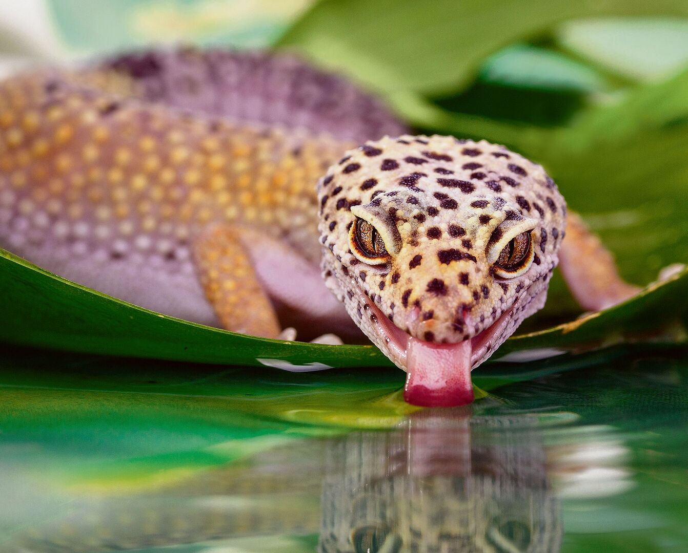 Der Leopardgecko ist mit seinen Punkten ein echter Hingucker im Terrarium.
