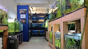 In der Auffangstation in Sursee leben 2000 Fische in 150 Aquarien.