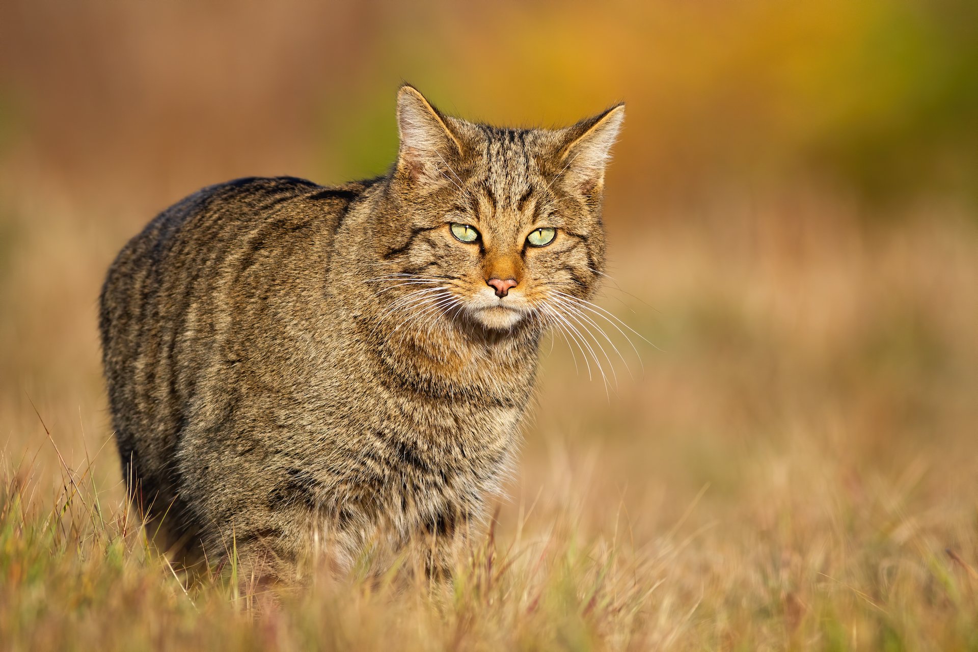 Die Wildkatze: Das unsichtbare «Büsi» im Wald