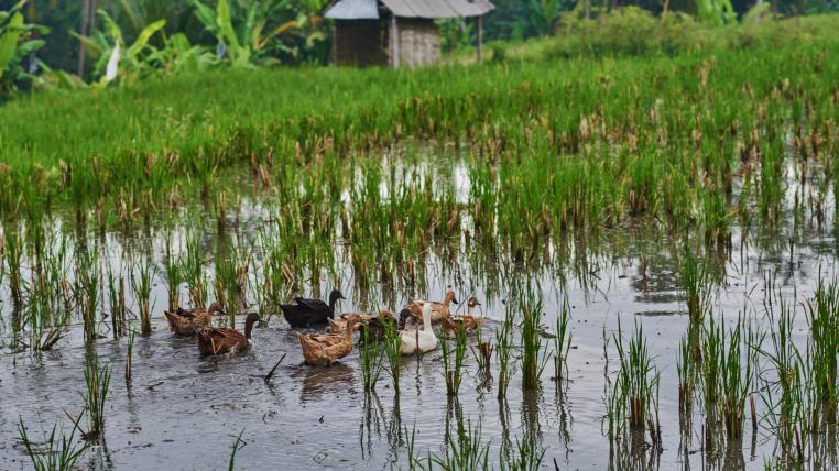 Reisanbau und Enten