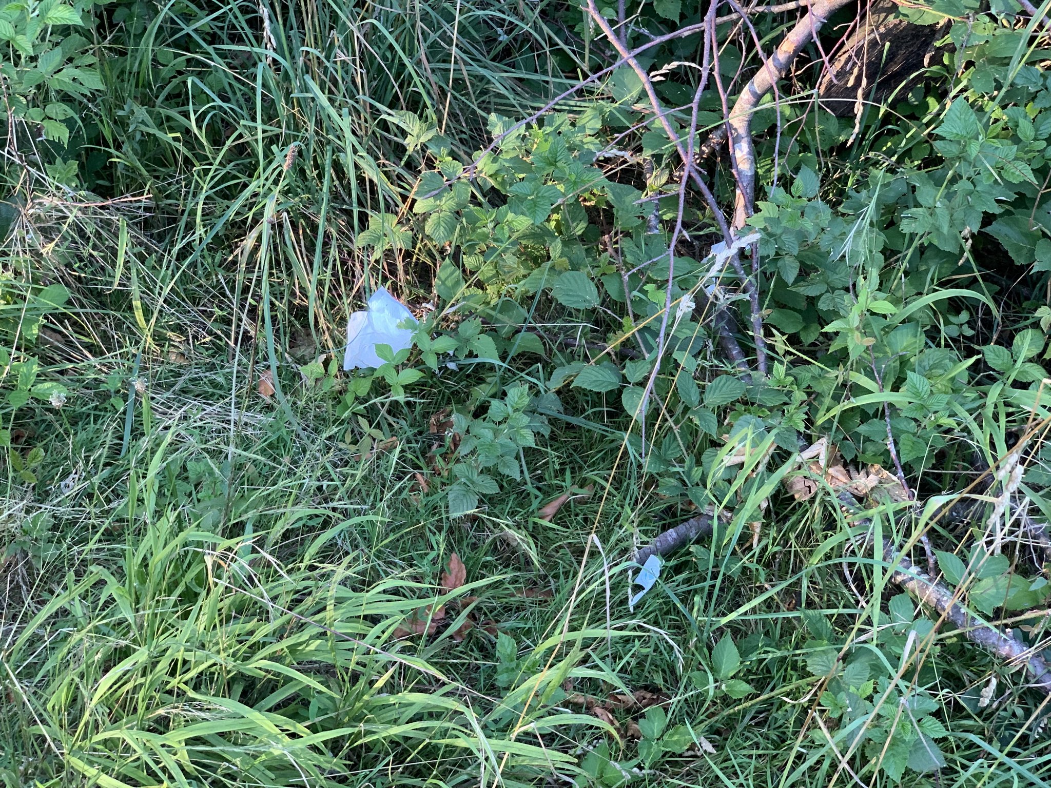 Warum man das Papiernastuch nicht im Wald liegen lassen sollte