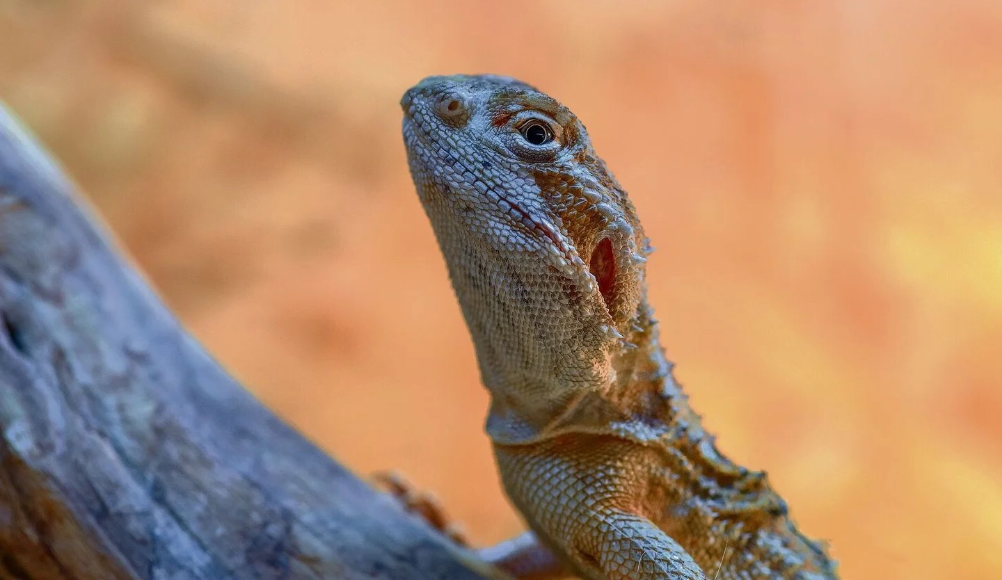Nachzucht exotischer Tiere hat im Vergleich zum Wildfang Vorteile