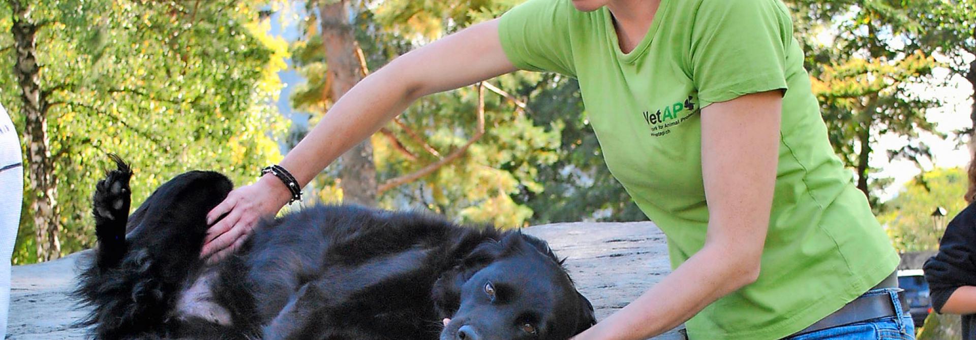 Nothelferkurs mit Hund