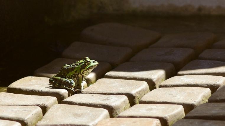 froschflickr1.jpg