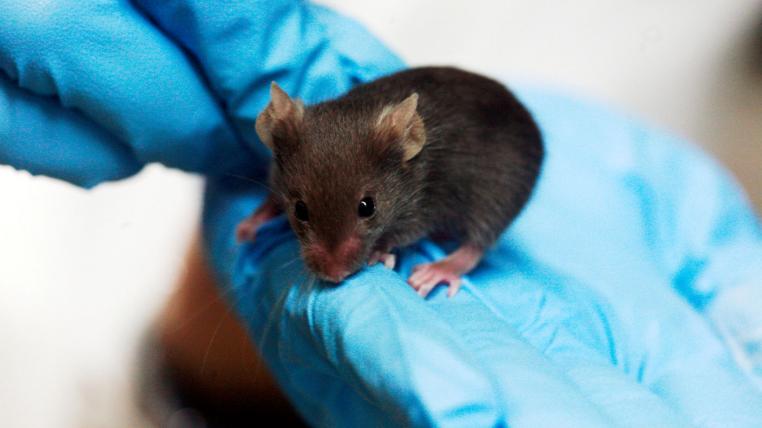 Labormaus