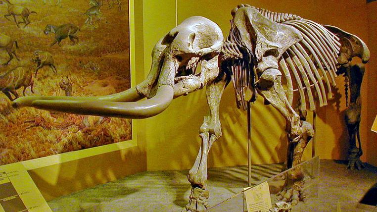 stegomastodon.JPG