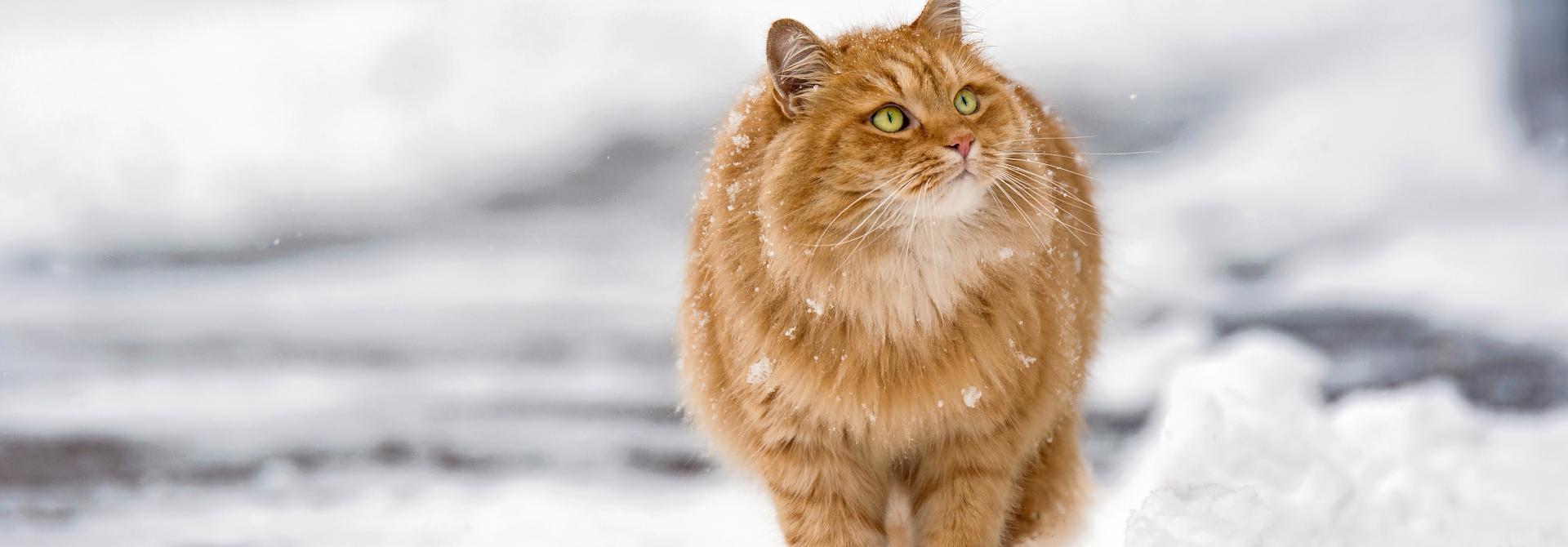 Büsi läuft durch Schnee