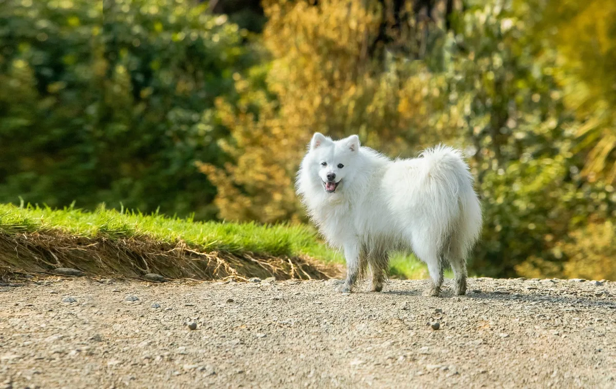 shutterstock_2034827681 Japan-Spitz – der angepasste Hund