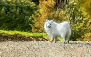 Der Japan-Spitz besitzt ein dichtes weisses Fell, einen plüschigen Schwanz und charakteristische dreieckige Ohren.
