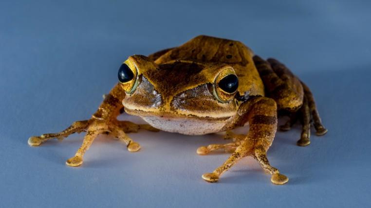 Baumfrosch
