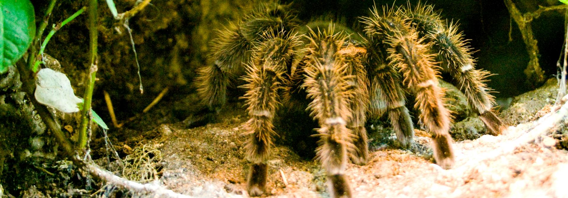 vogelspinne1.jpg