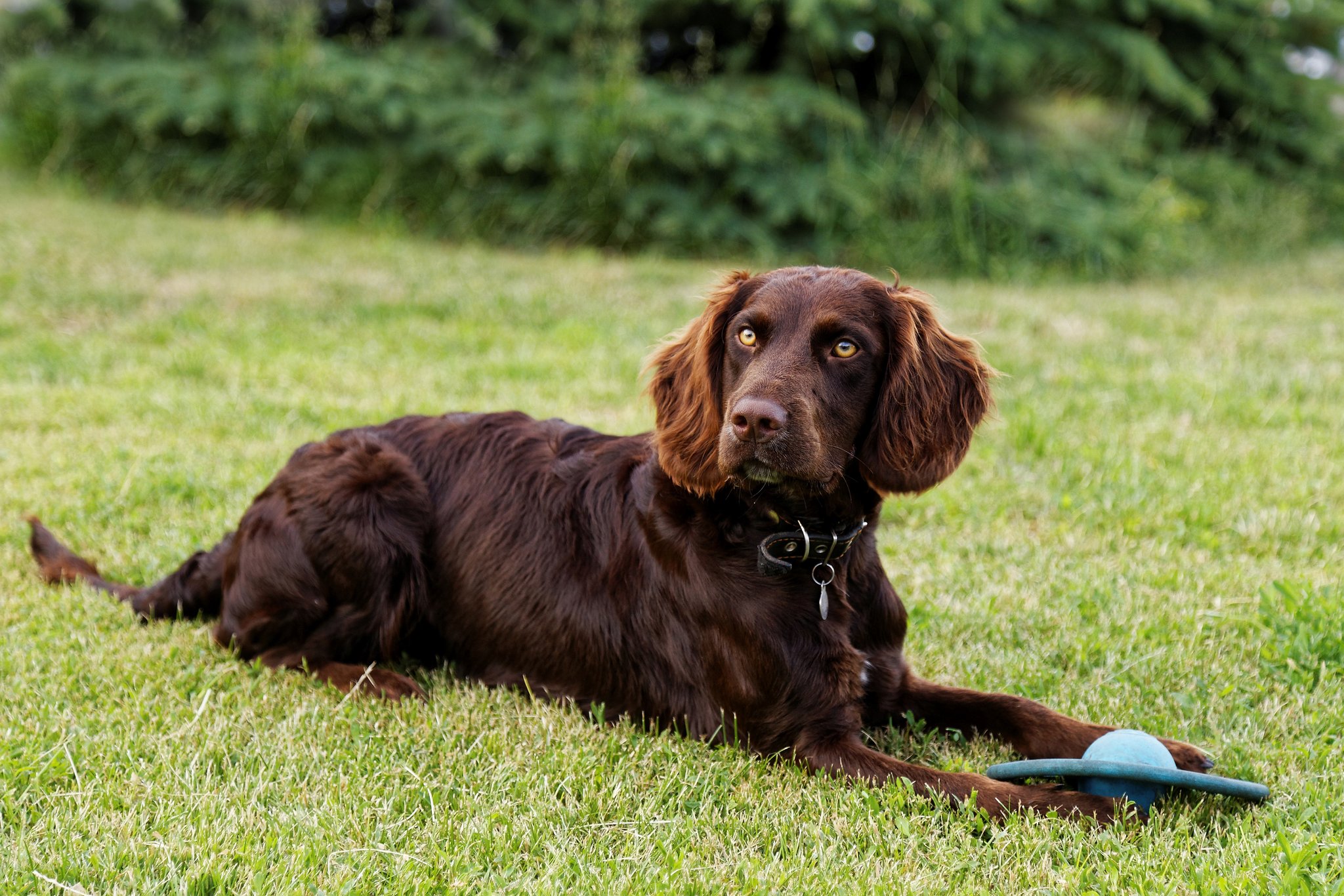 Deutscher Wachtelhund: Der ideale Jagdhund für Jäger und Förster
