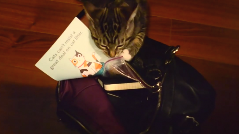 katzenpost.png