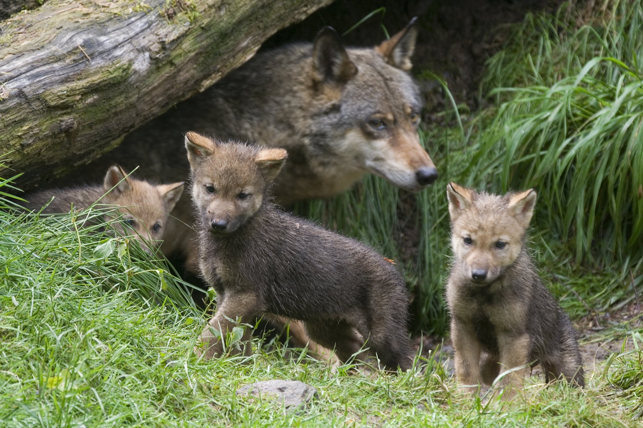 48 Wolfsabschüsse im Kanton Graubünden: Nationalpark-Rudel ist wohl Geschichte