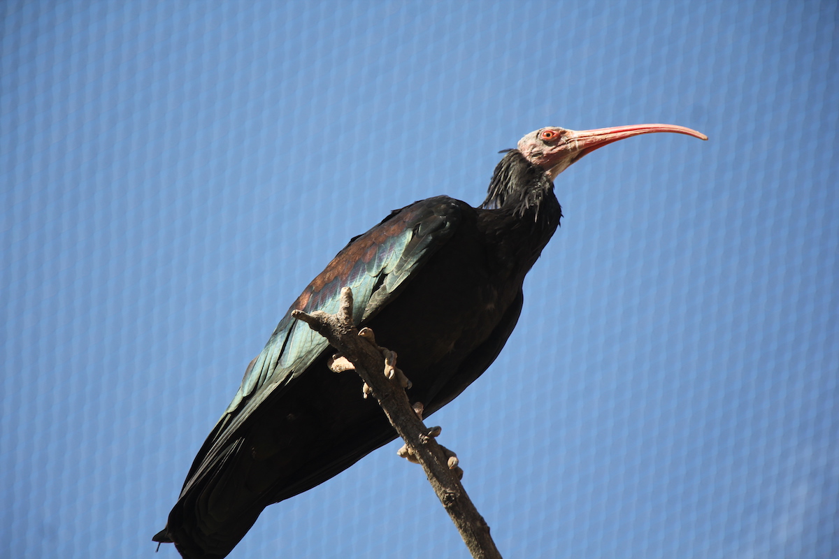 Waldrappe und Blauracken in begehbarer Voliere im Basler Zoo