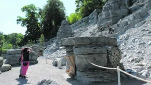 Aarealpen Tierpark Bern: Mensch und Steinbock.