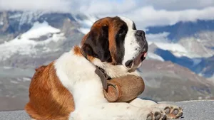Einst wurden Bernhardiner als Lawinensuchhunde ausgebildet – sie sind Teil der Geschichte des Lawinenschutzes.
