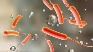 Die Cholera-Bakterien haben eine clevere Strategie entwickelt: Um im Wasser zu überleben, verstecken sie sich in den Organen von Amöben.