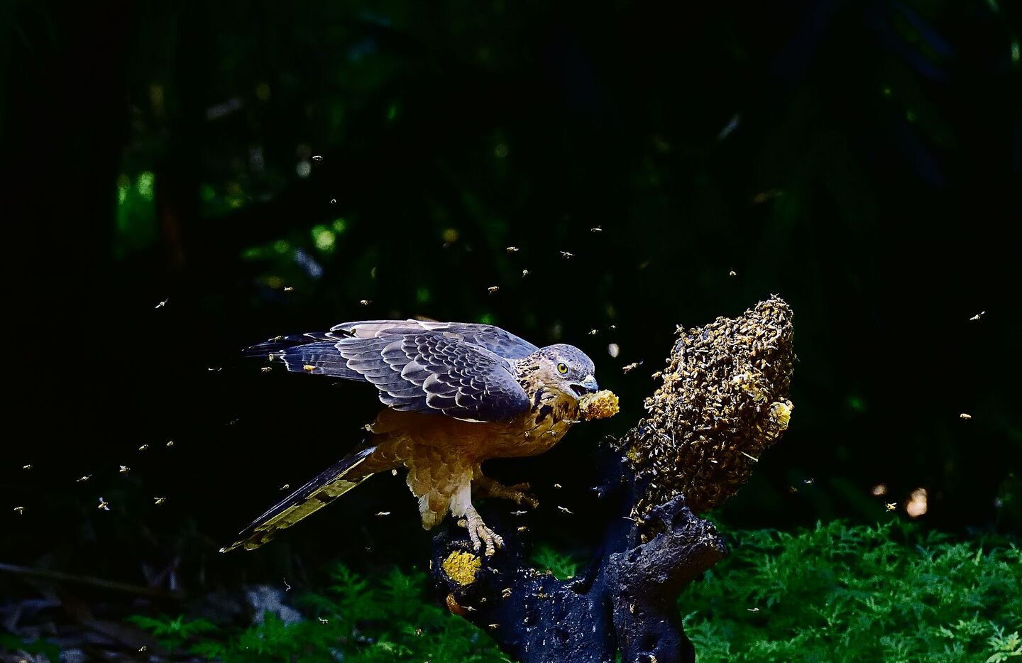 Wespenbussard