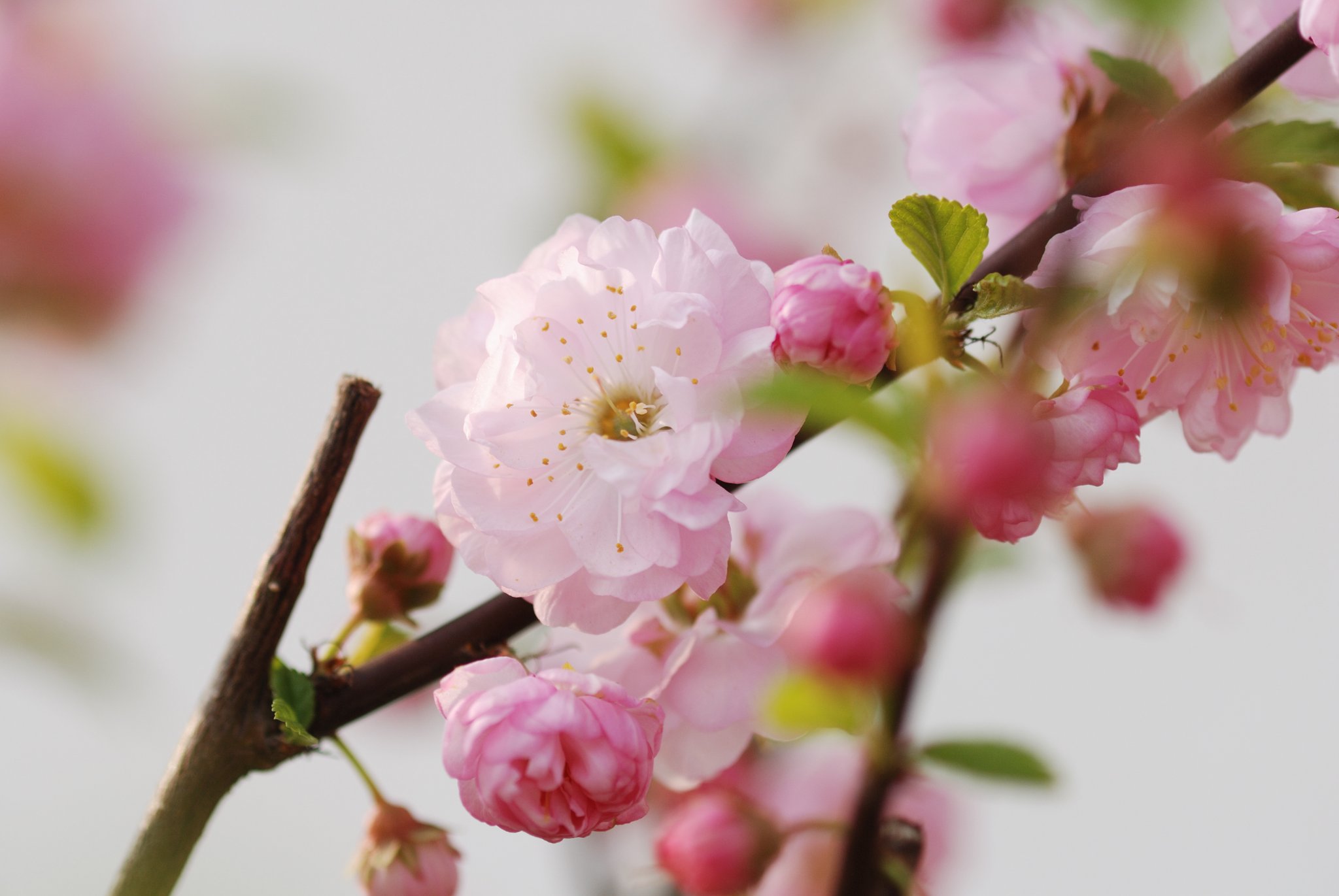 Diese Pflanzen blühen im April
