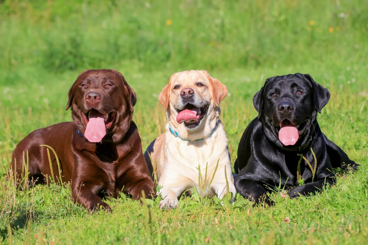 shutterstock_126021596_labrador_retriever Erkennen Sie die verschiedenen Retriever-Rassen?