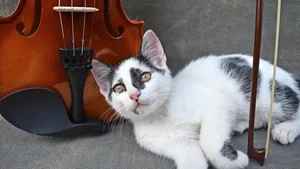 Bereit für sanfte Töne: Katzen sind friedlicher und Hunde bellen weniger.